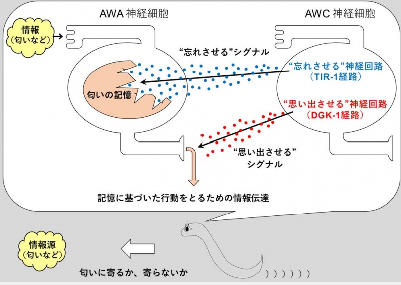 Amazon.co.jp: 記憶する技術 : 伊藤 真: 本